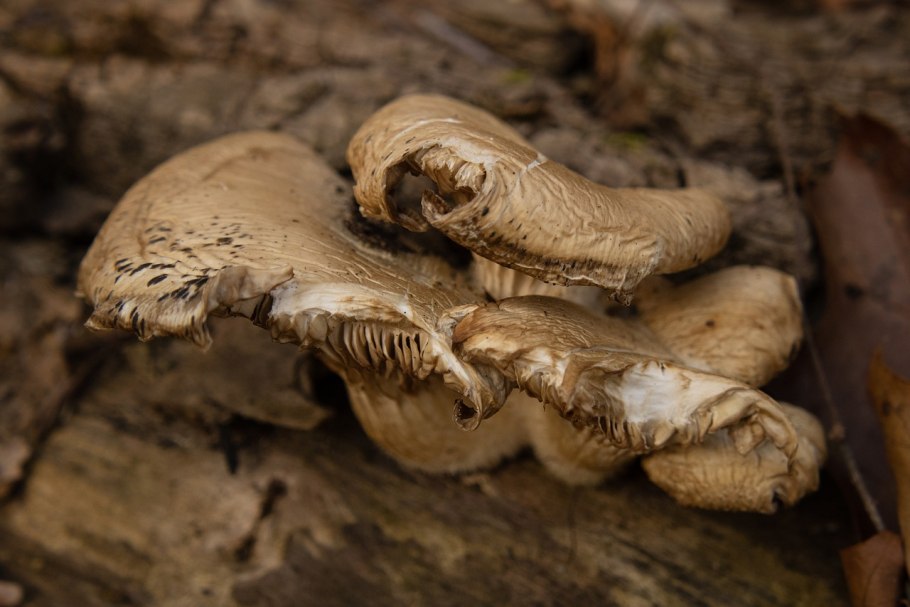 Черные грибы на дереве