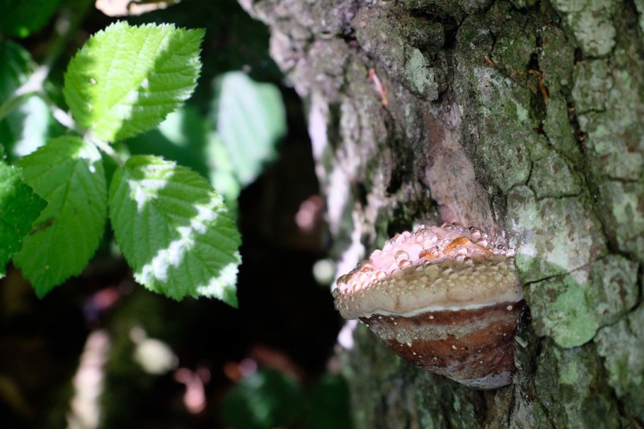 Самые красивые грибы на деревьях