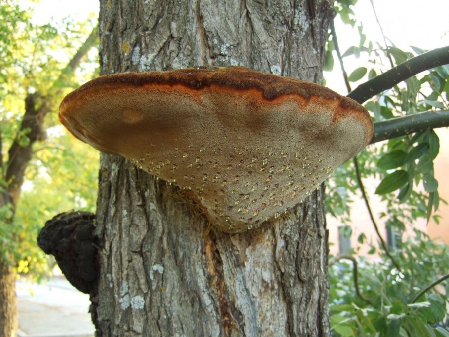 Трутовик щетинистоволосый