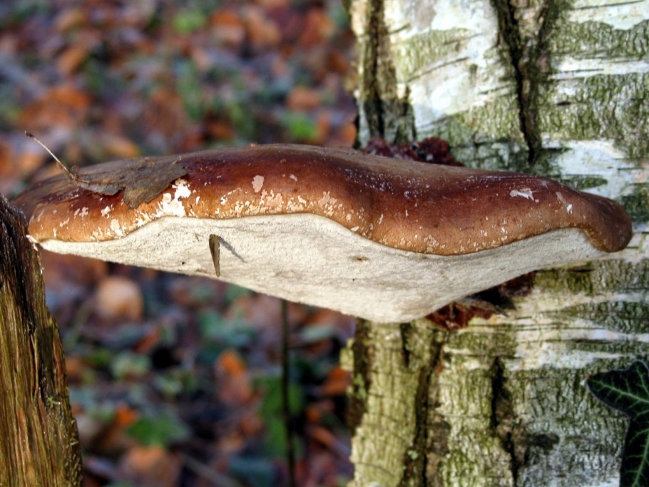 Piptoporus betulinus
