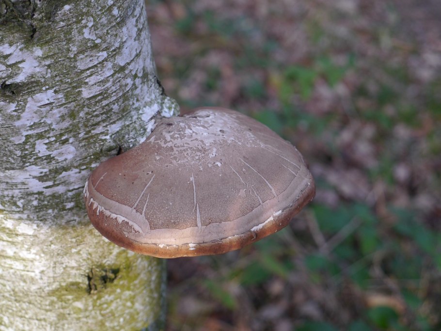 Грибы растущие на деревьях