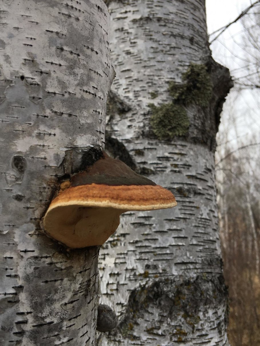 Трутень гриб