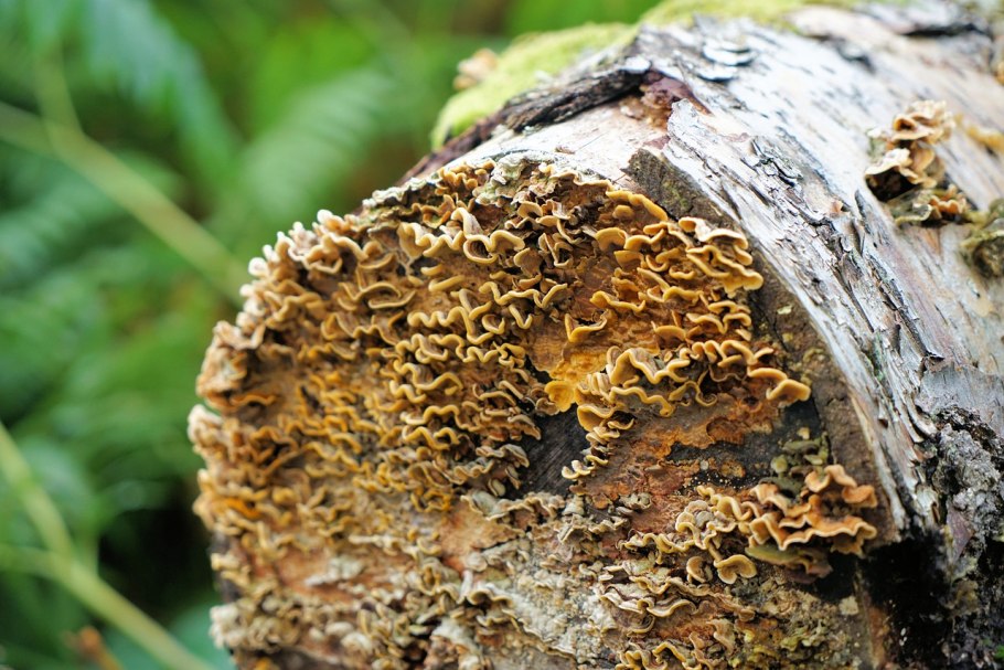 Грибы на коре деревьев