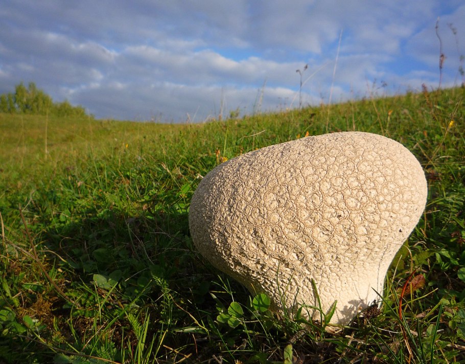 Гриб дождевик пороховик