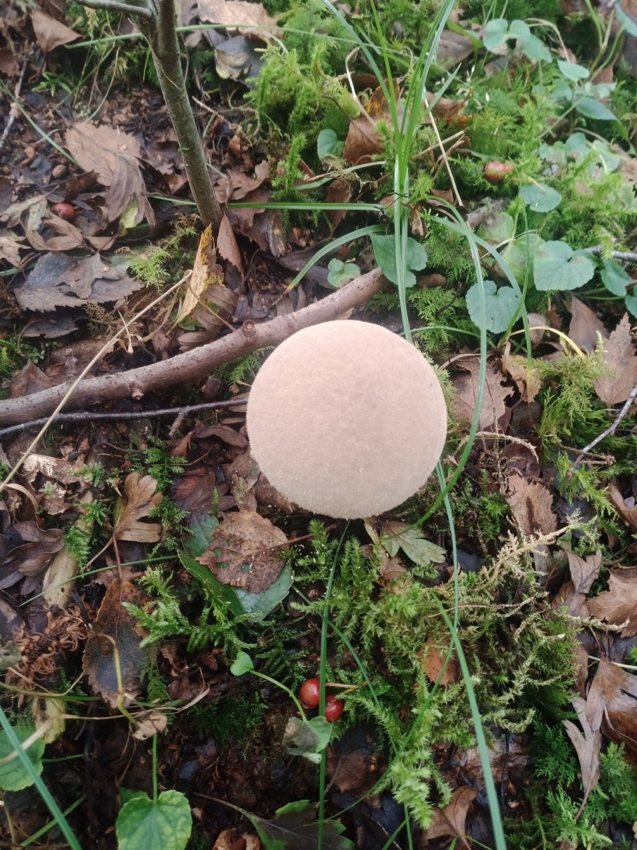 ГОЛОВАЧ гигантский гриб съедобен