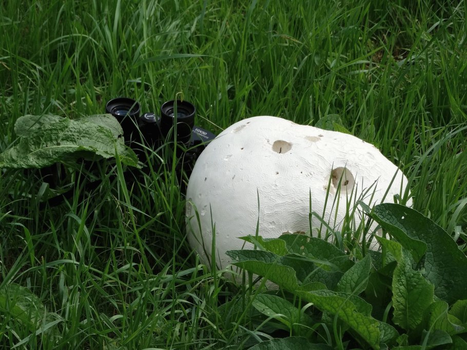Calvatia utriformis (ГОЛОВАЧ мешковатый)