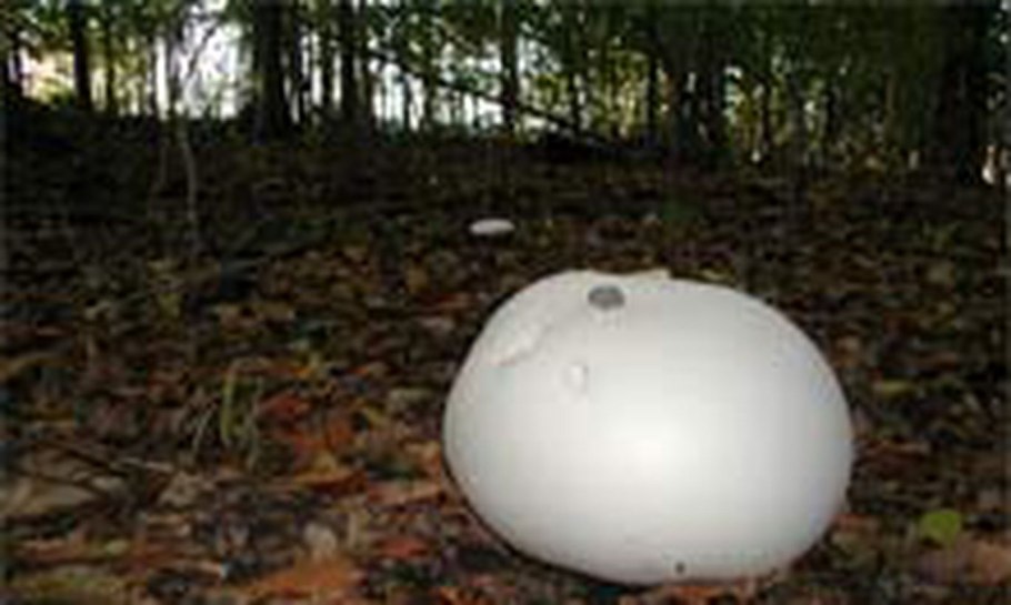 Дождевик головач гигантский