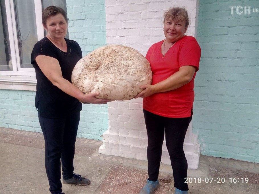 Гриб лангерманния гигантская