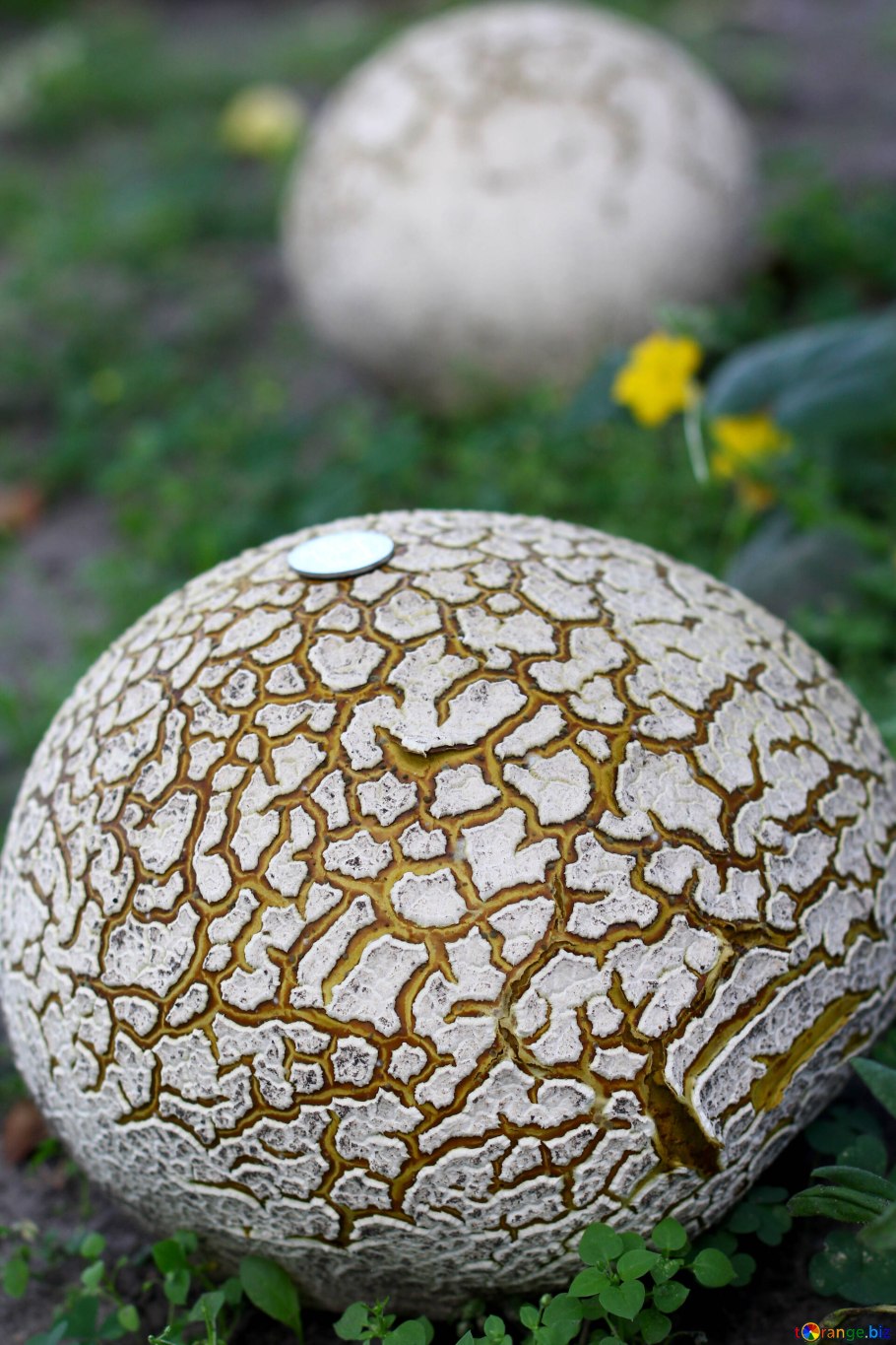 Дождевик луговой съедобный