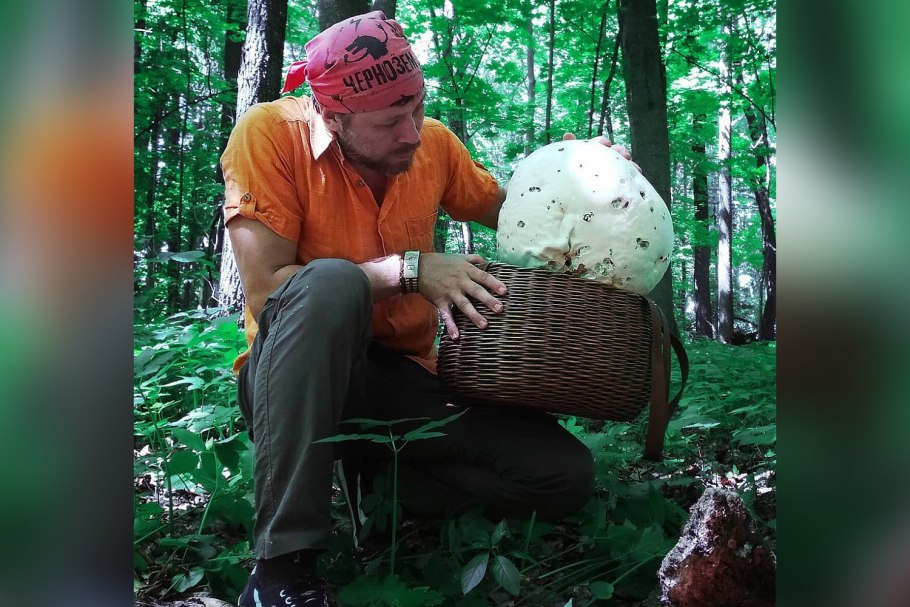 Самый большой гриб дождевик в мире