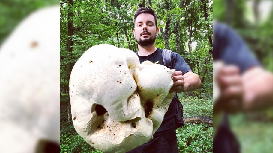 Самый большой гриб дождевик в мире