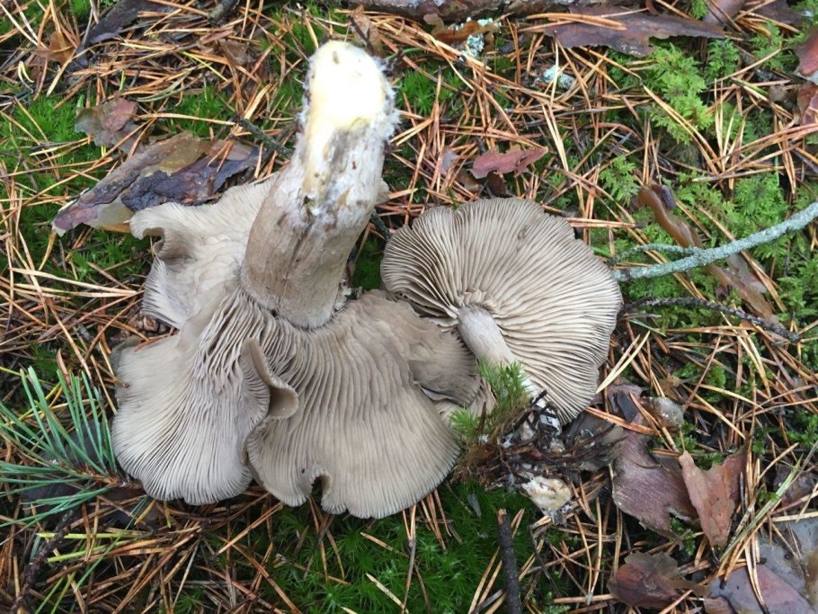 Рядовка серая Tricholoma portentosum.