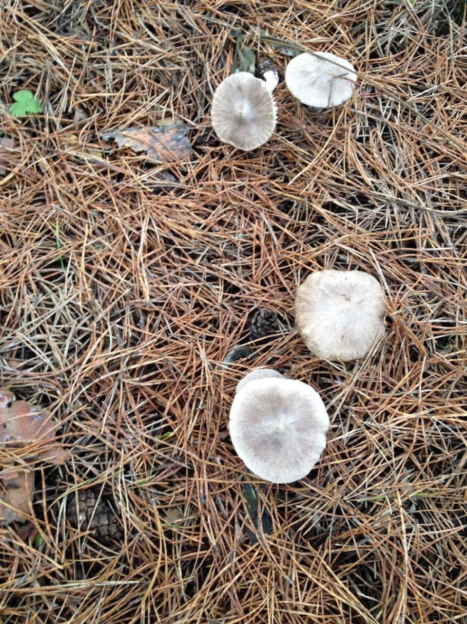Рядовку землисто-серую (tricholoma terreum)