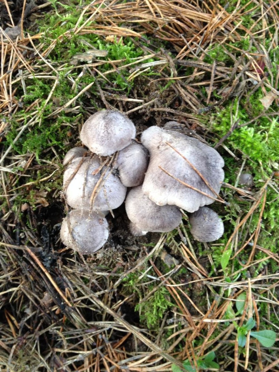 Грибы говорушка Александра