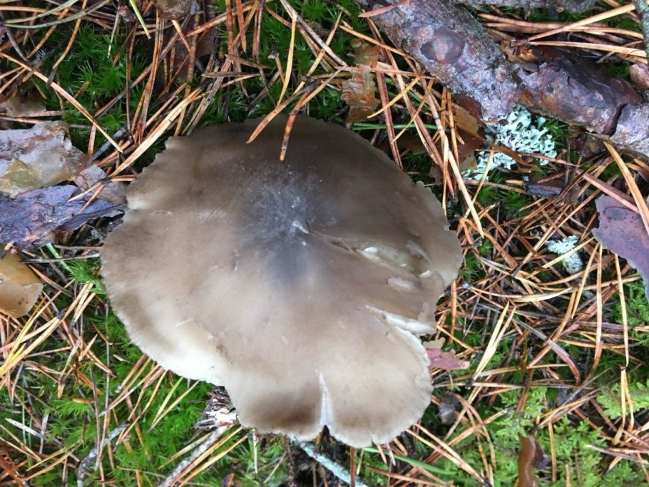 Рядовка Чешуйчатая Tricholoma imbricatum
