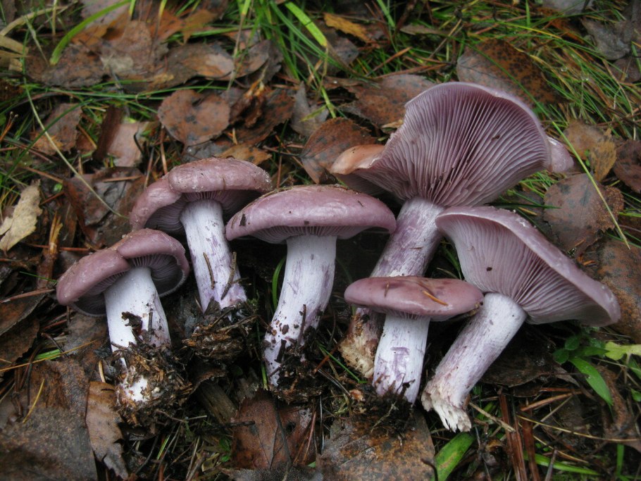 Рядовка ядовитая (Tricholoma pardinum)