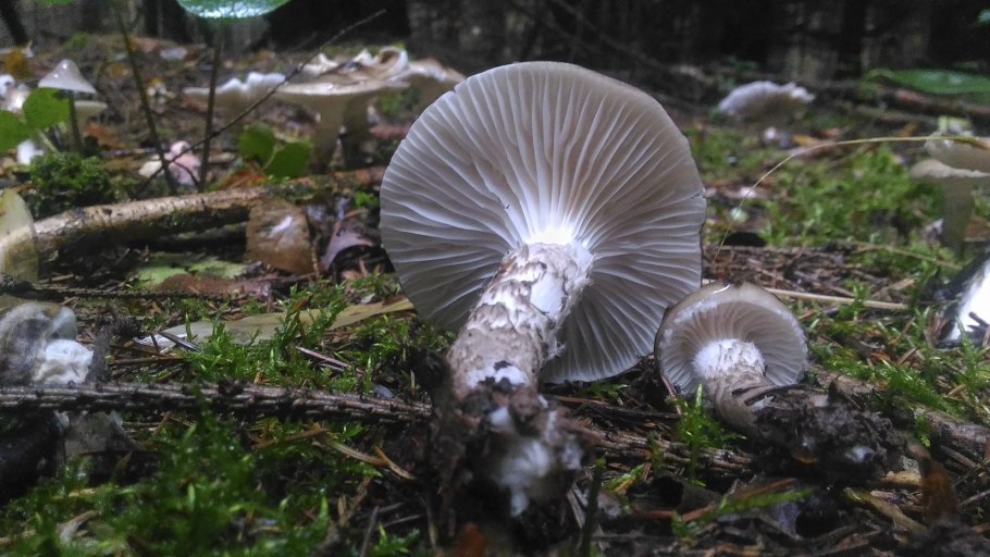Рядовка опоясанная Tricholoma cingulatum