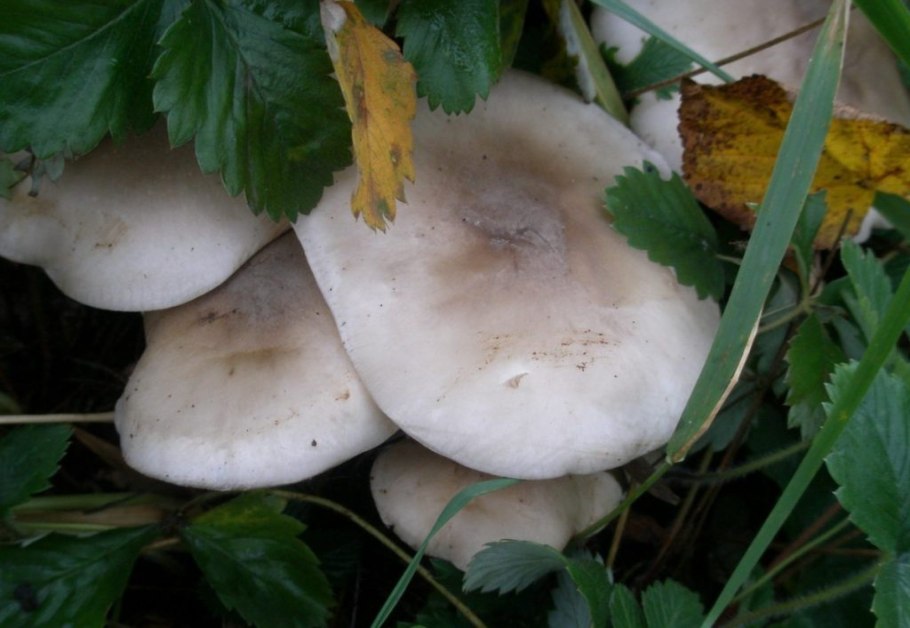 Рядовка серая Tricholoma saponaceum