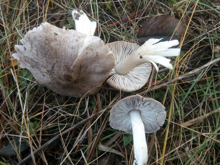 Tricholoma argyraceum
