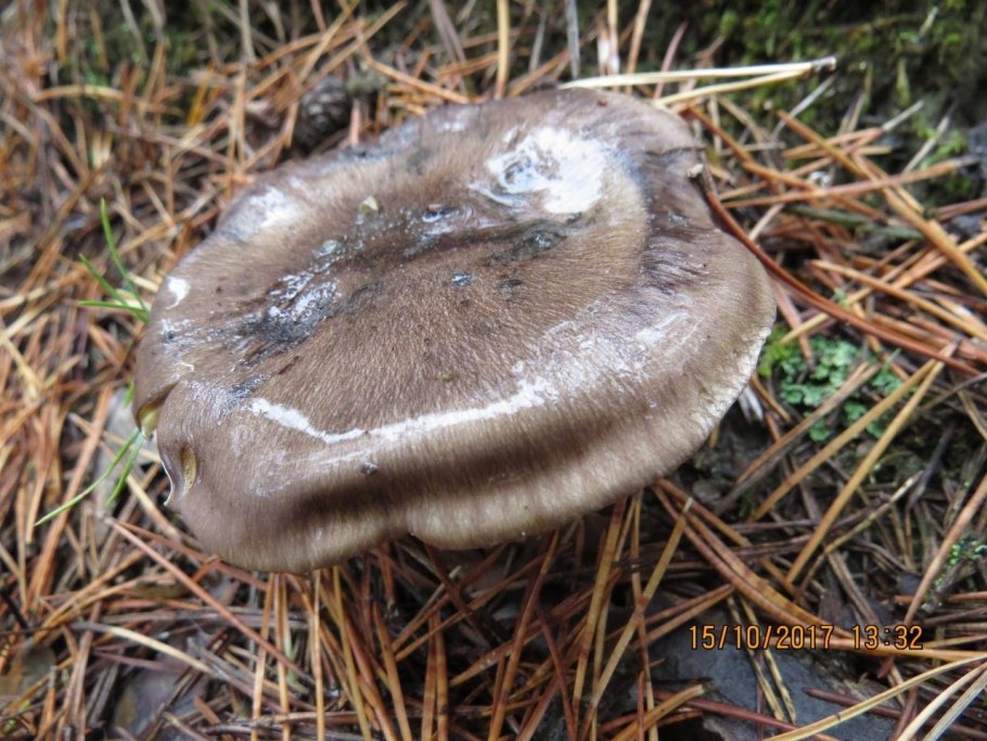 Tricholoma scalpturatum
