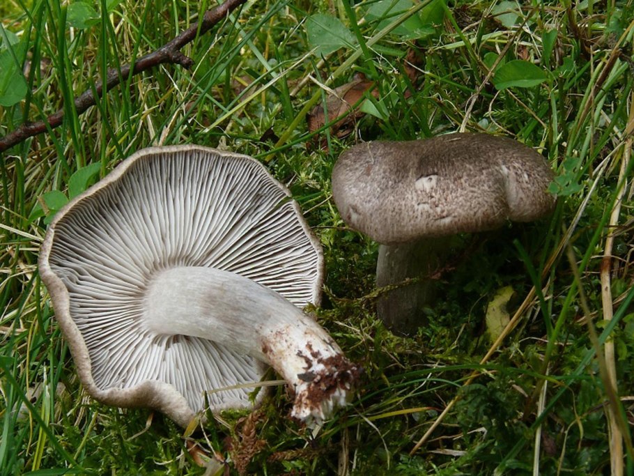 Рядовка землистая Tricholoma terreum