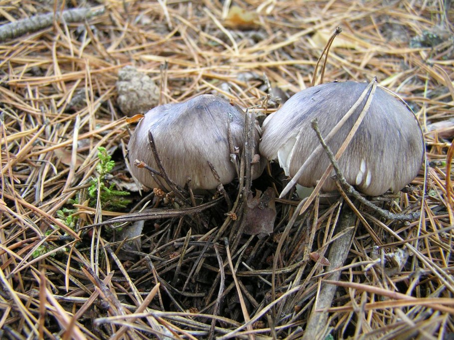 Рядовка ядовитая (Tricholoma pardinum)