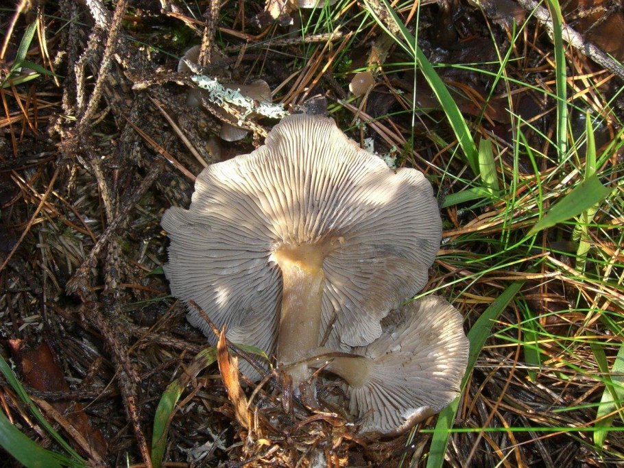 Серая рядовка мышата