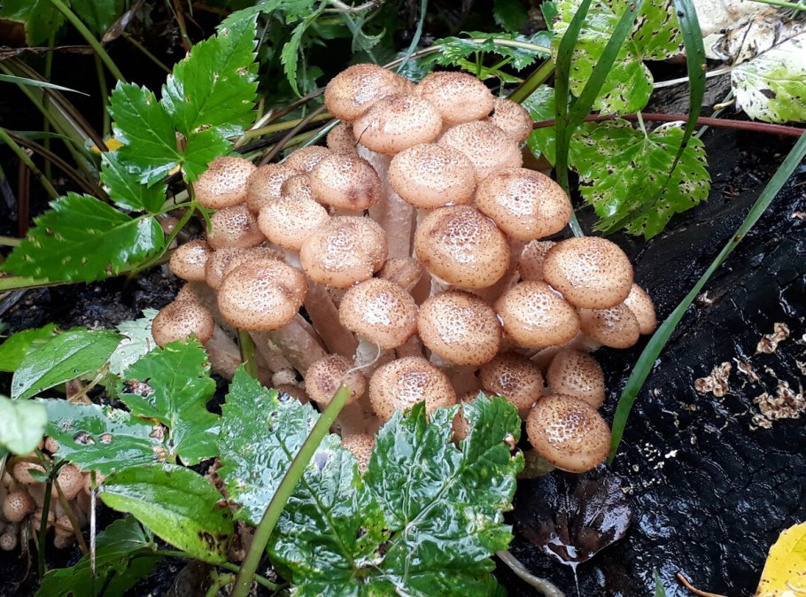 Съедобные опята фото пластины