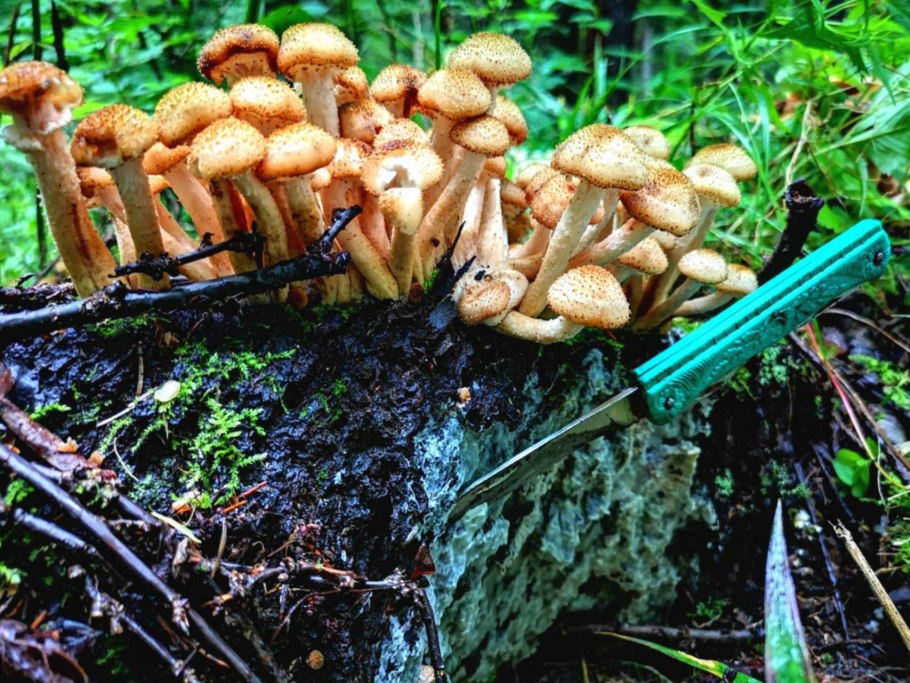 Опята на продажу