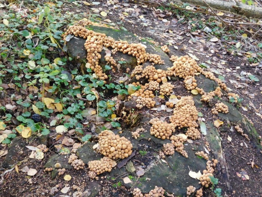 Опёнок Северный