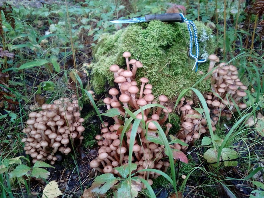 Армиллярия – опята темные