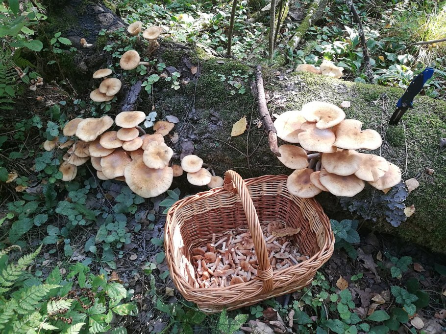 Опята на даче на траве