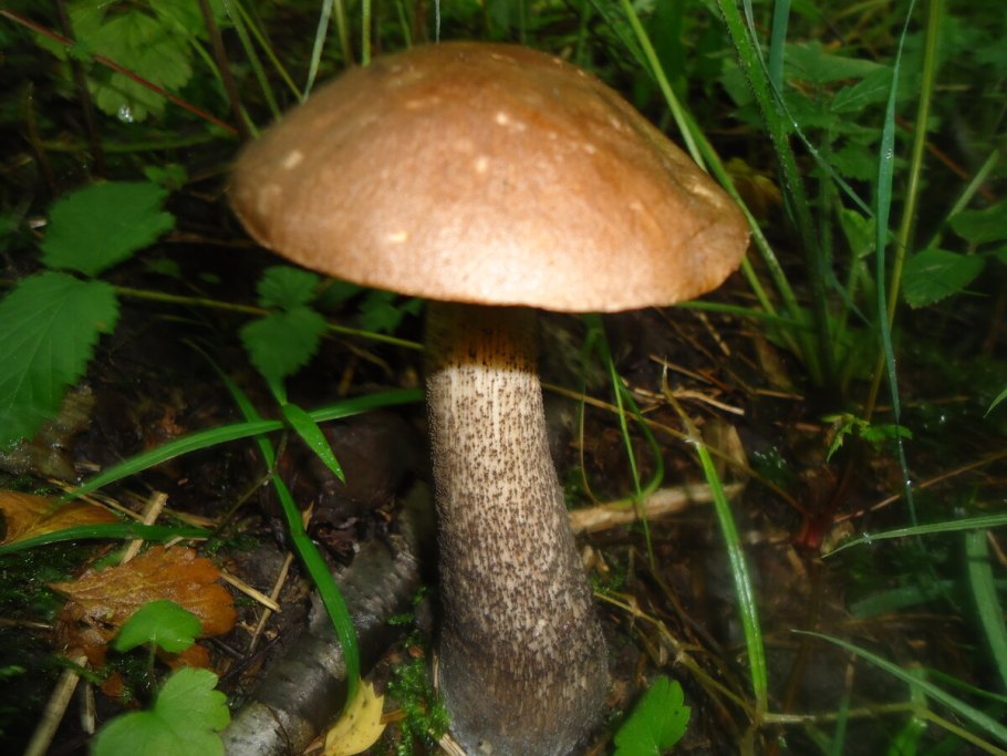 Подберезовик Грабовик