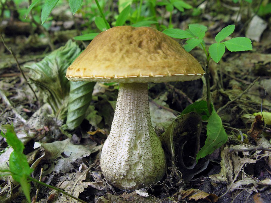 Подосиновик большой