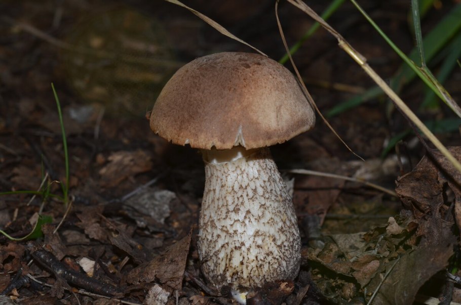 Подберезовик гриб