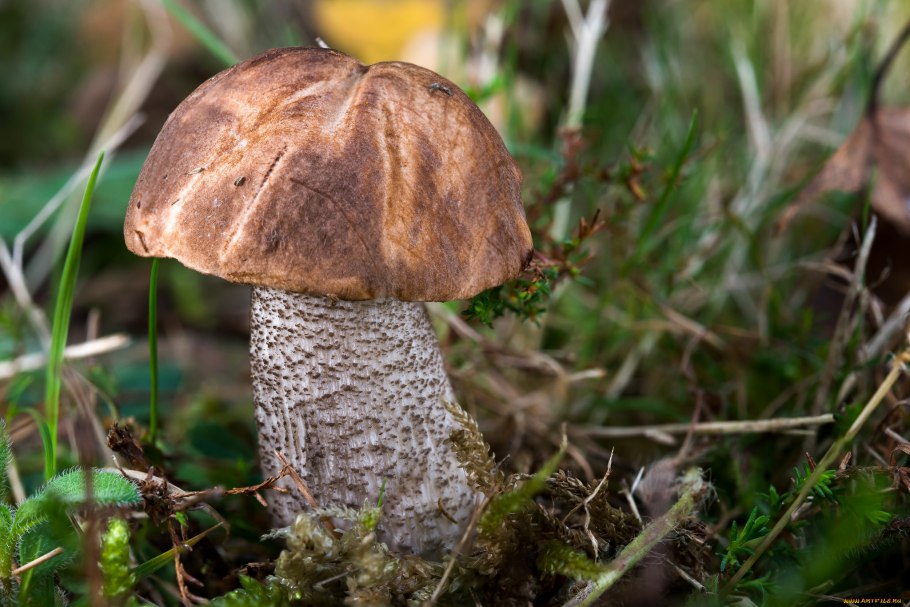 Подосиновик красноголовик грибы