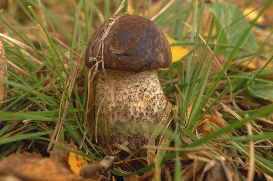Лосиный гриб