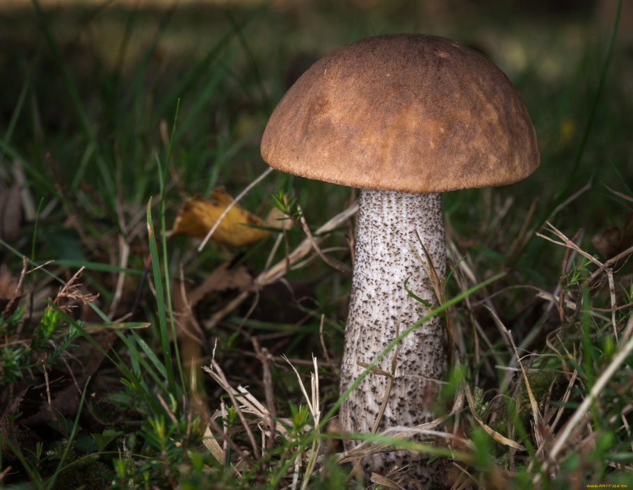 Подберезовик обабок