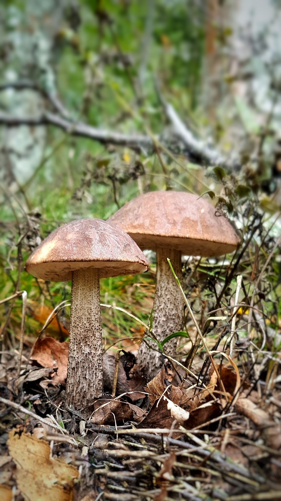 Обабок гриб великан