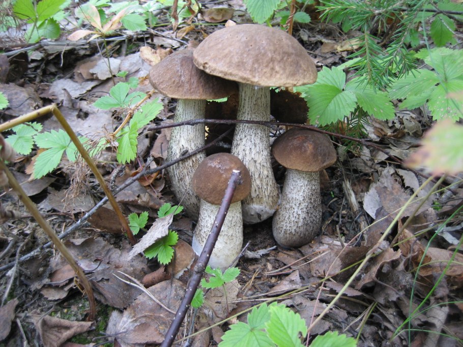 В бурой кепке Лесной Крепыш