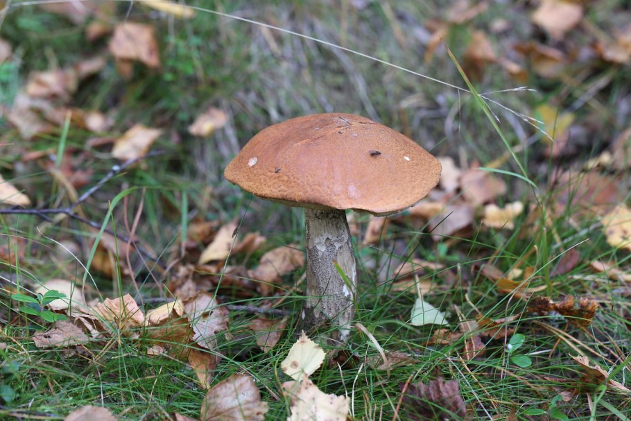 Подберезовик фото съедобные