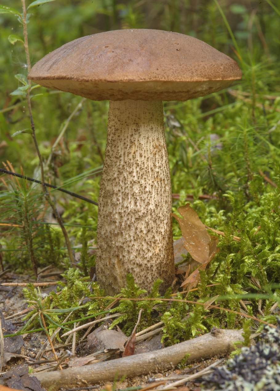 Подберезовик обабок