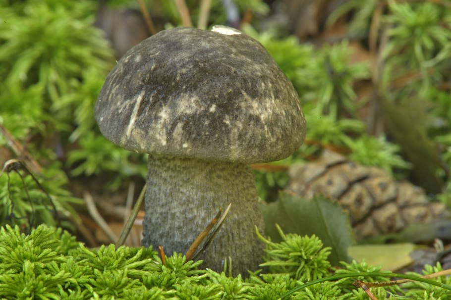 Подберёзовик обыкновенный