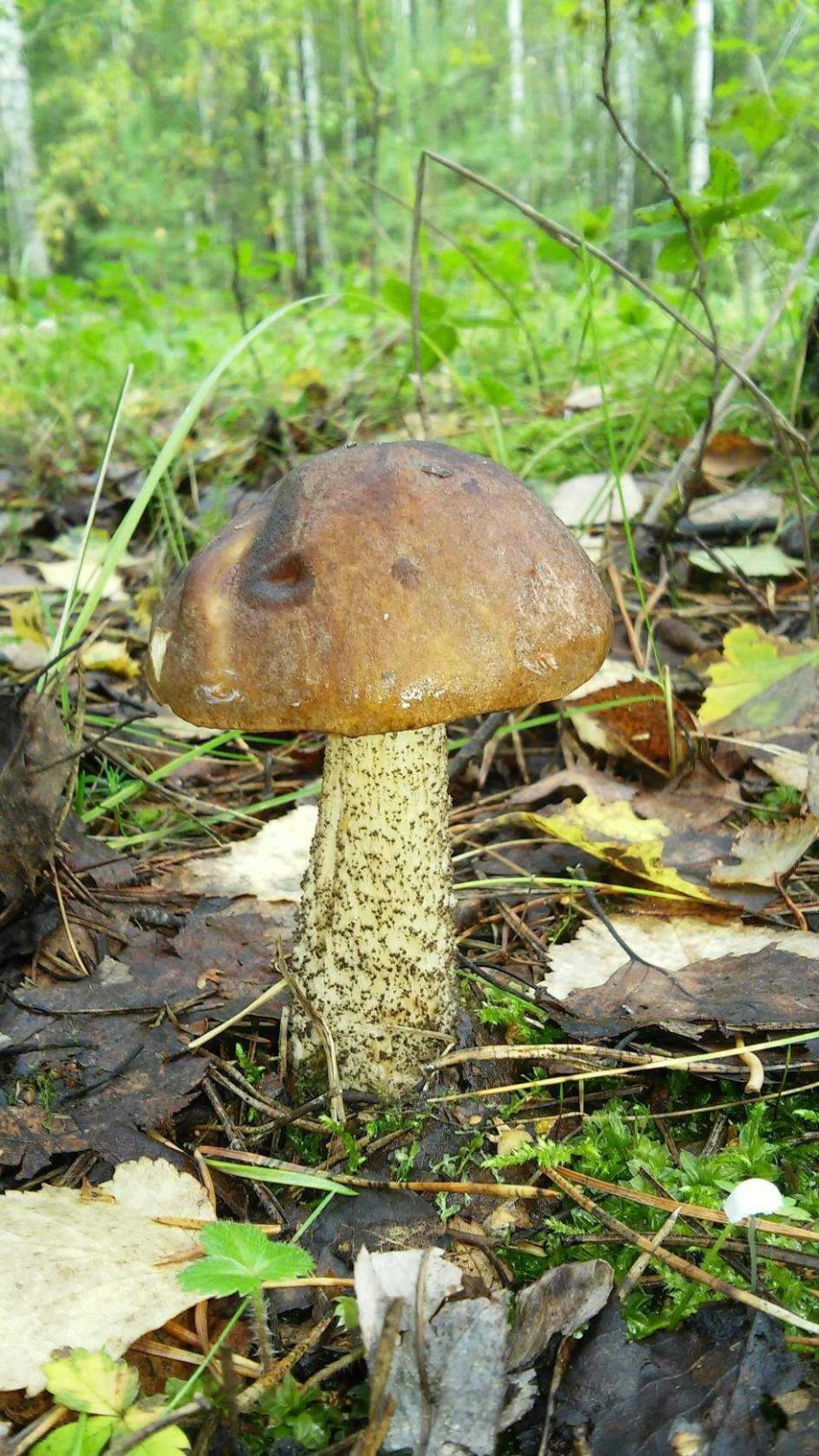 Белый гриб крупным планом