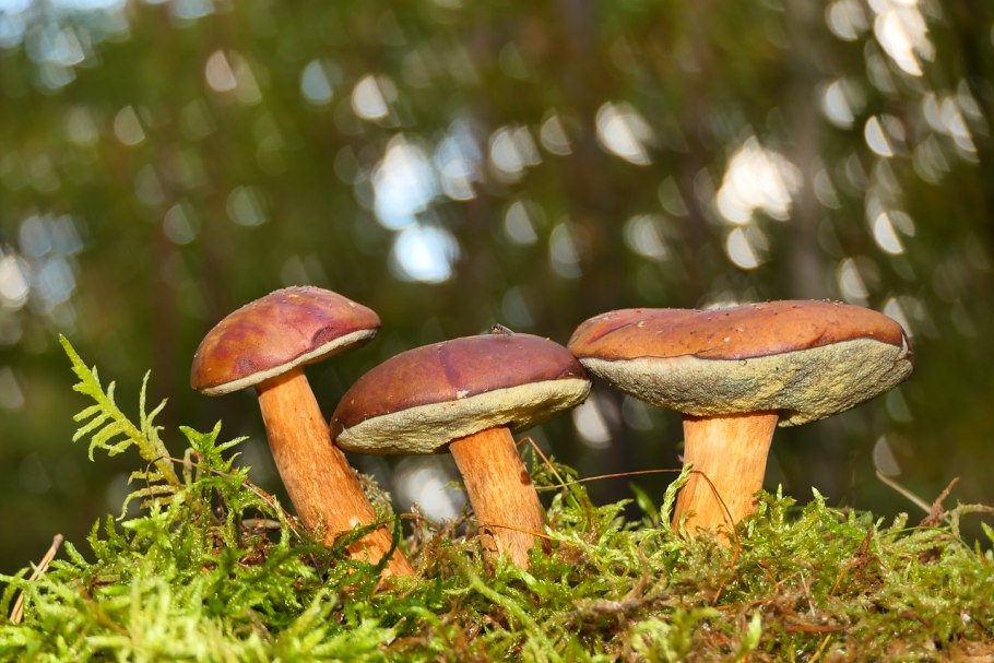 Съедобные грибы подосиновик