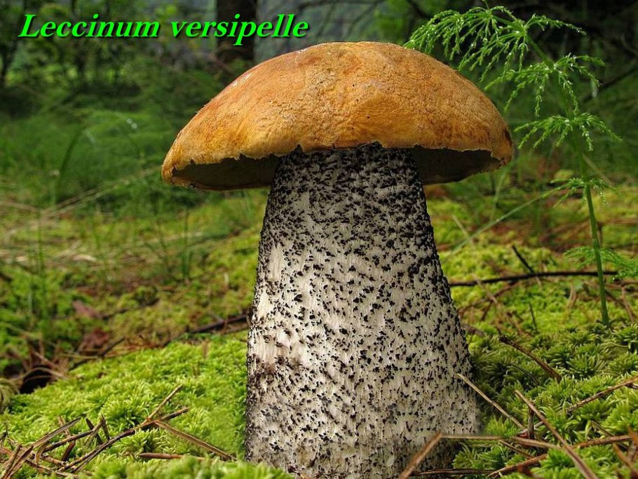 Подосиновик подберезовик белый