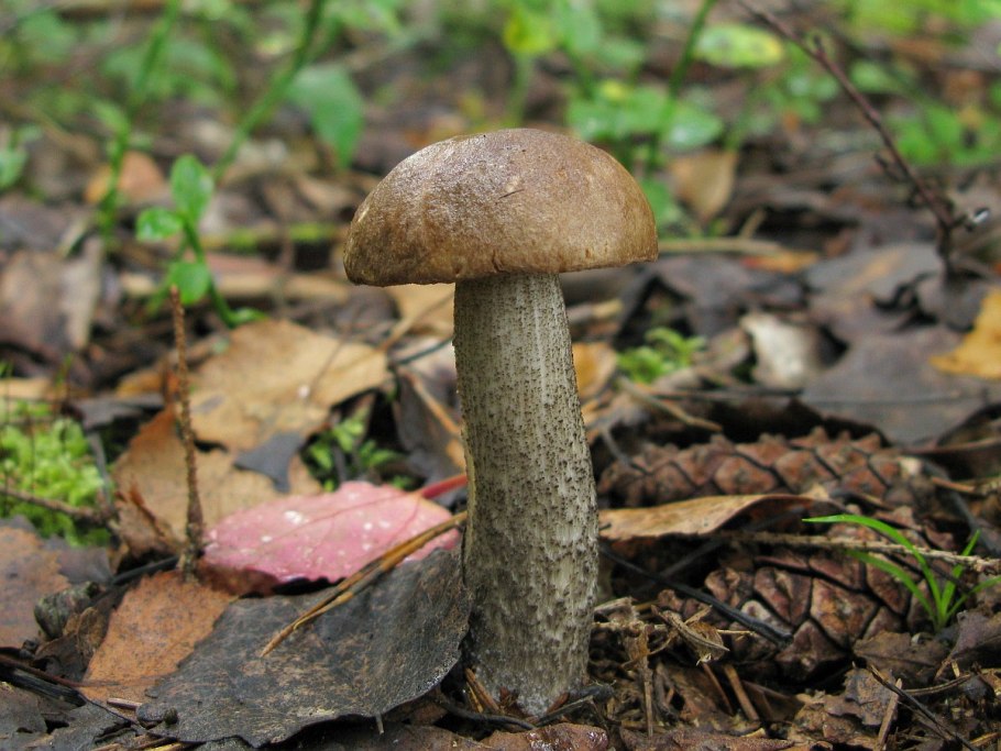 Подберезовик черноголовик