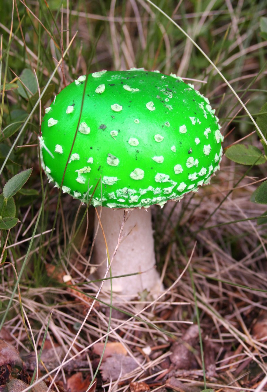 Зелёные грибы фото