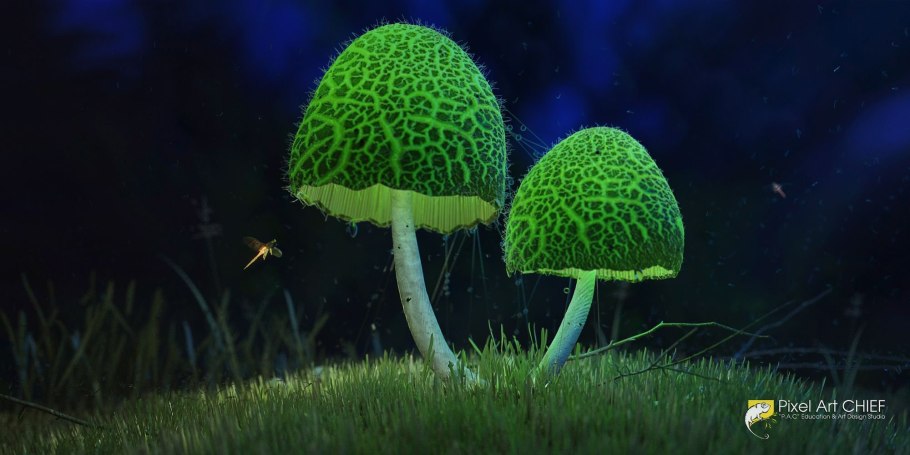 Гриб Плютей жёлтый