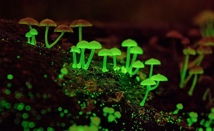 Chlorociboria aeruginascens